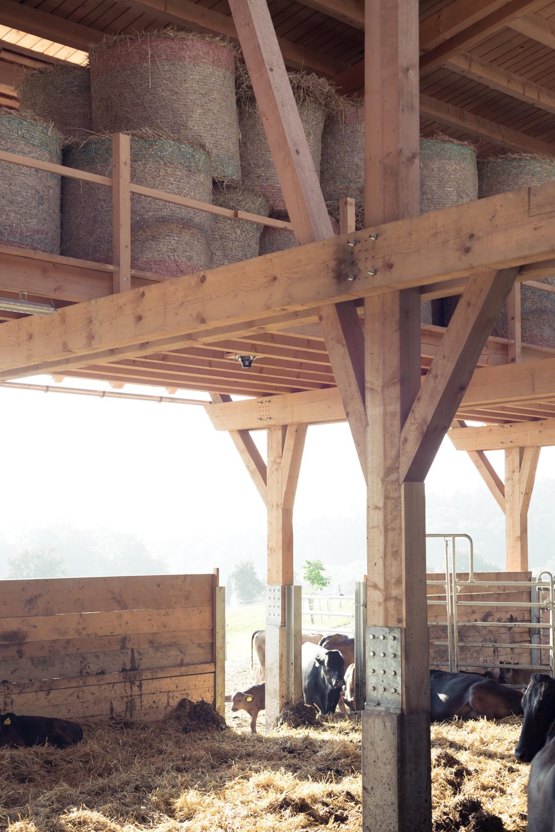 Blick durch den Stall ins Freie © Stefan Gruber