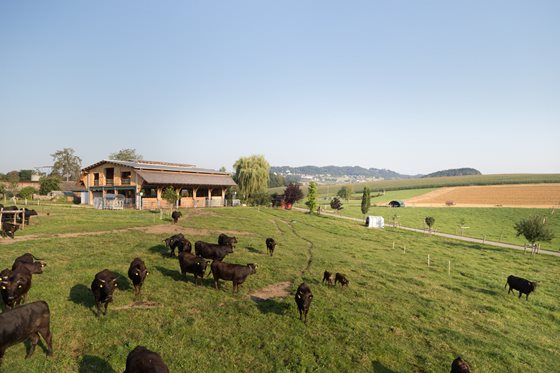 Lage des Wagyu-Stalls am Hausruck © Stefan Gruber