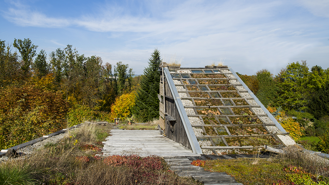Dachgarten @ Renate Schrattenecker-Fischer