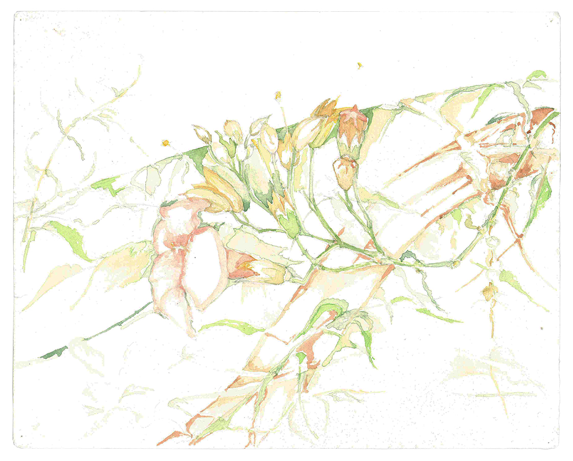 Trompetenblume, Aquarell auf Papier